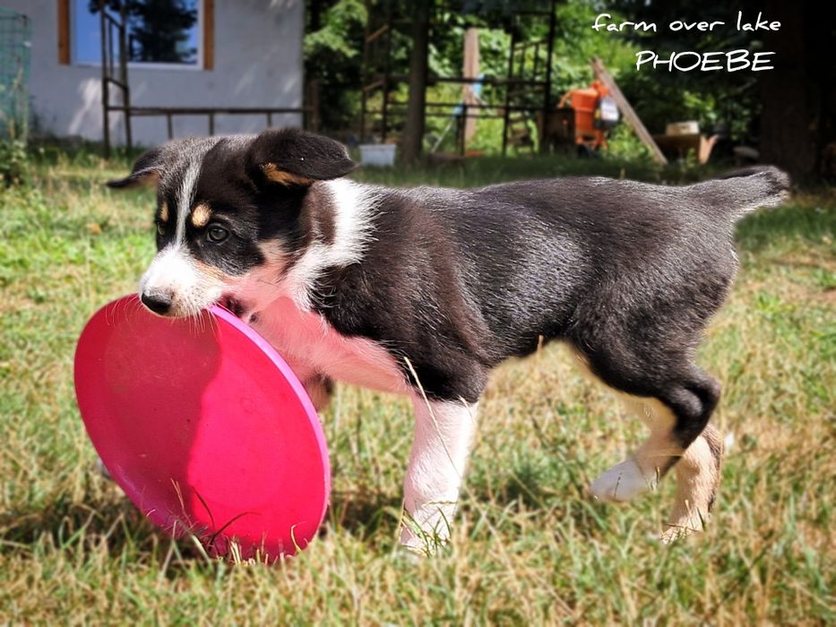 Suczka Border collie krótkowłosa ZKwP FCI