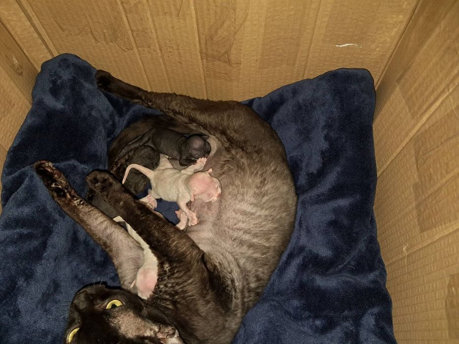 Кошенята Девон Рекс