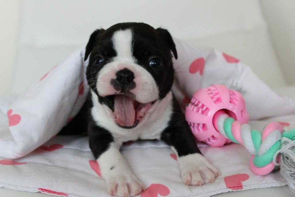 BOSTON TERRIER z Rodowodem > ZKwP " FCI " Umaszczenie Czarno Białe > Zdrowe Śliczne Szczenięta