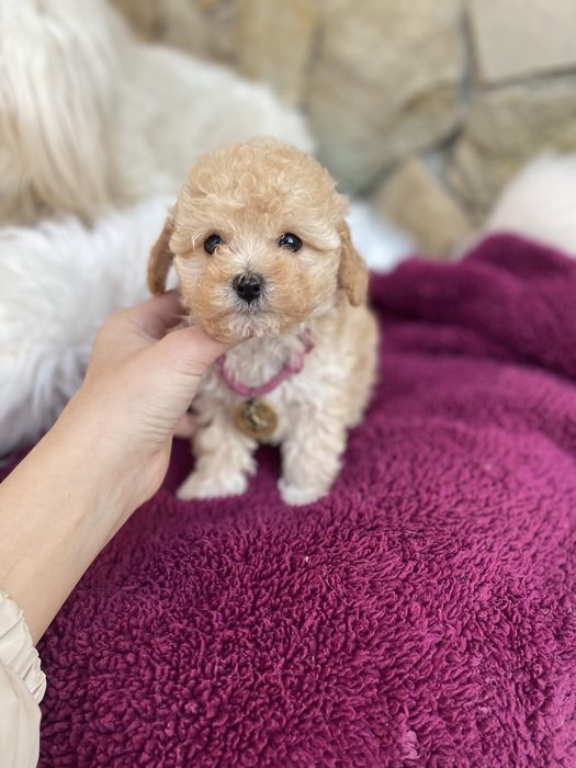 Найкрасивіші мальтипу ф1