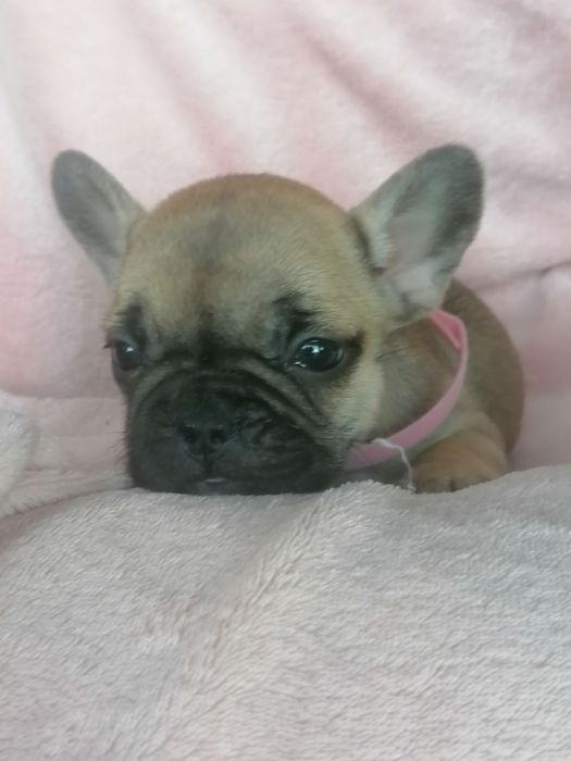 Bulldog francês red fawn