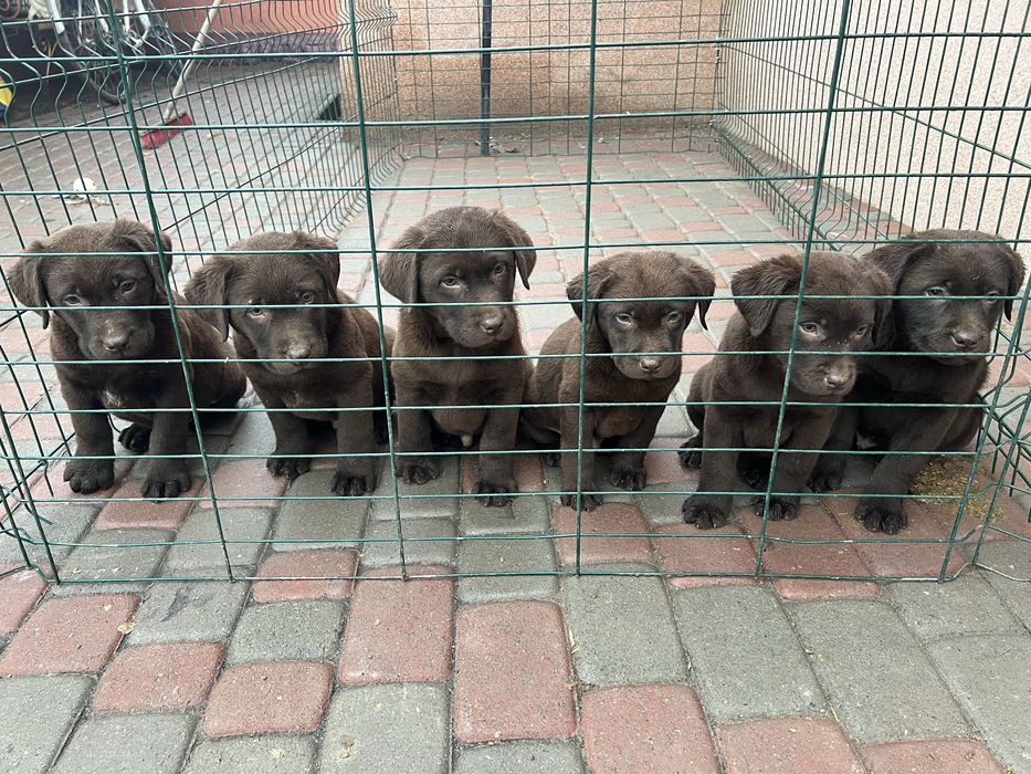 Шоколадні хлопці