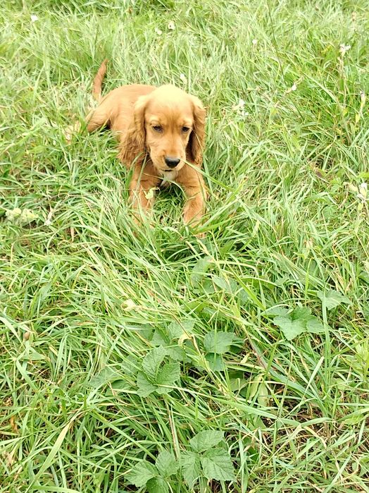 Cocker spaniel angielski