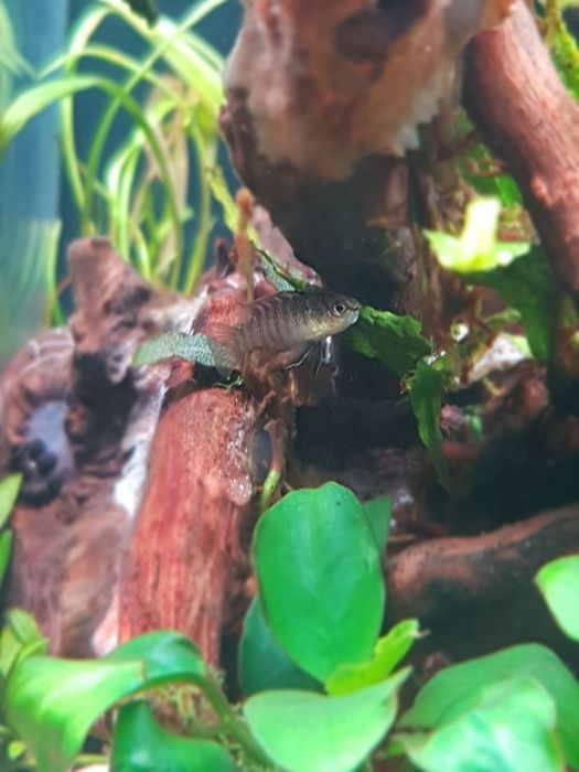 Aquario stridways de 45cm 34L com layout