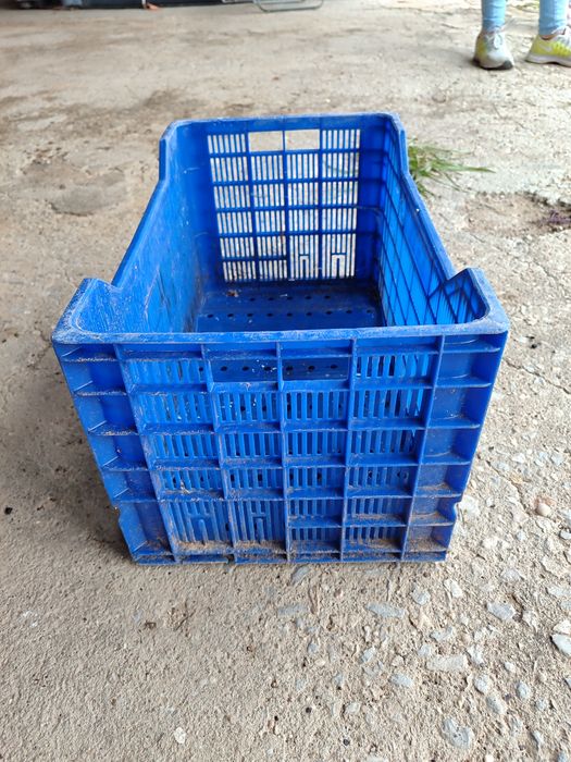 Caixas de Fruta 600 unidades