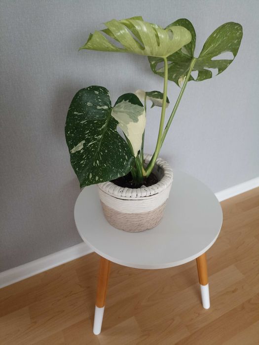 Monstera Thai Mutation