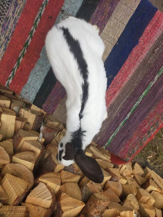 Самчики Німецького строкача . Кролі.