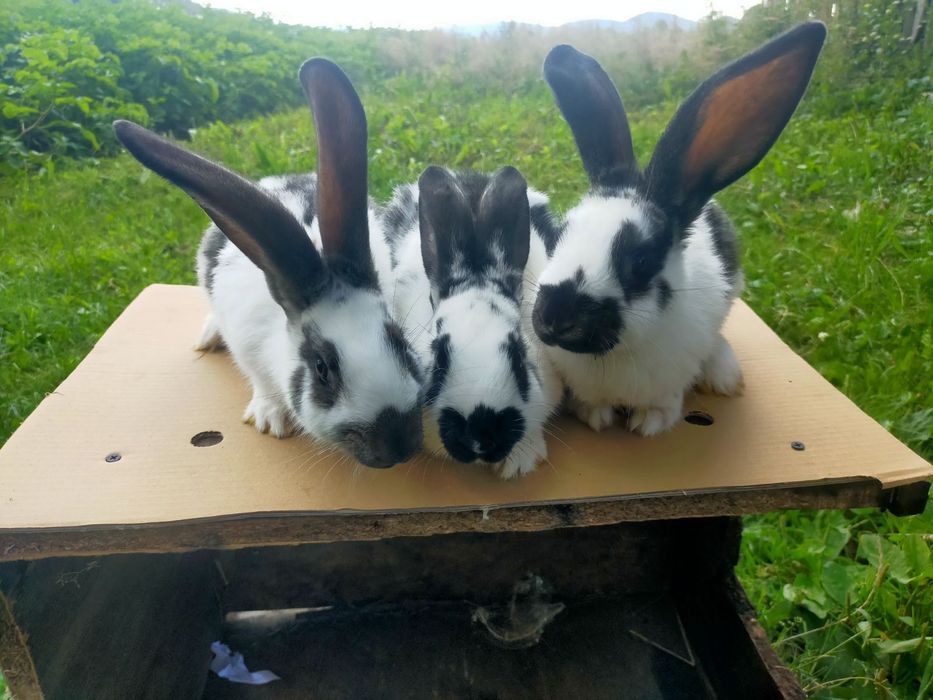 Кролі породи Німецький строкатий велетень . Шиншила .