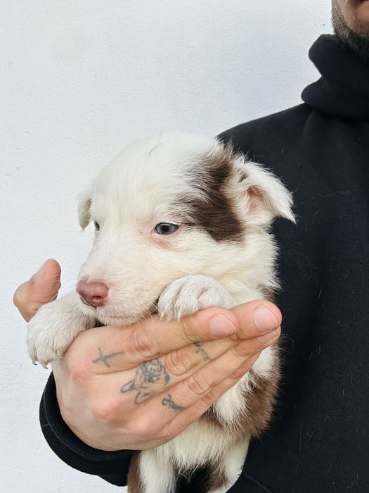 Menina border collie chocolate olhos claros