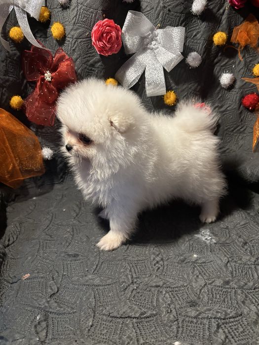 Spitz anão lulu da pomerania  femea