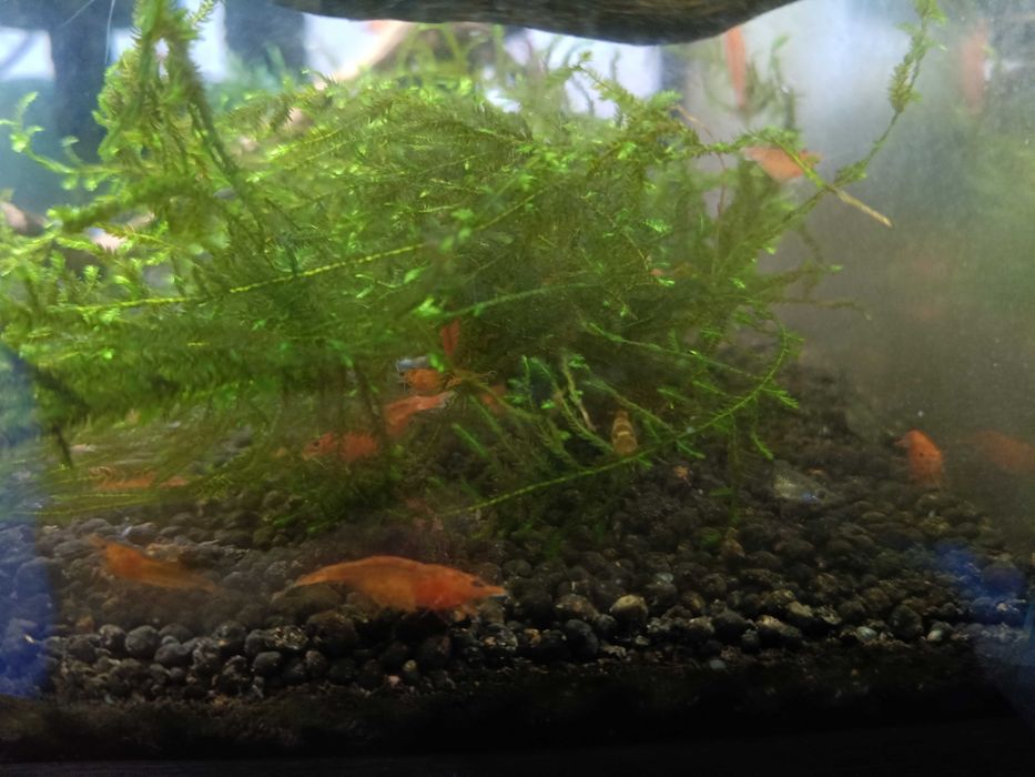 Sprzedam krewetki Sakura Red