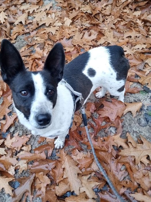 Собака порода  корги