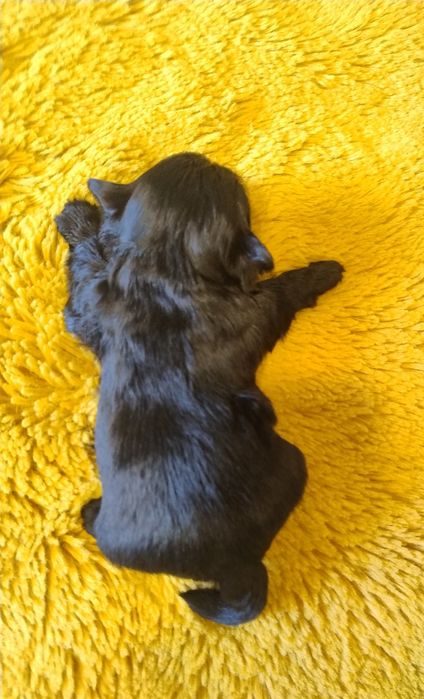 Yorkshire terrier czarnamal
