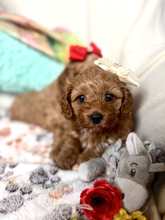 Cavapoo szczebiak nie cavalier nie pudel