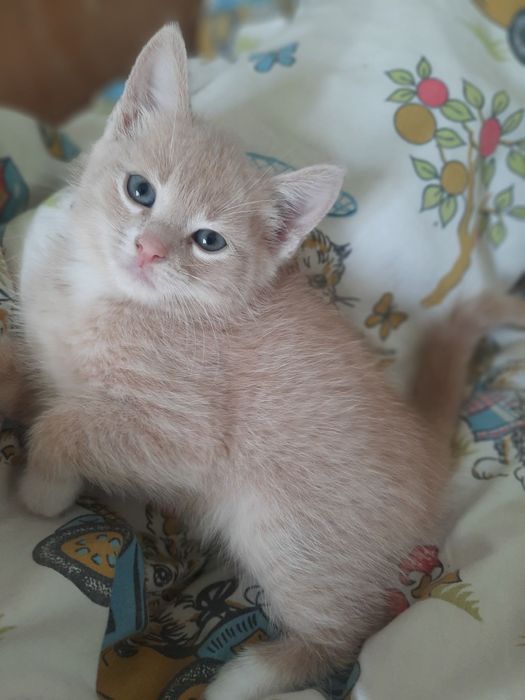 віддам кошенят в добрі руки)