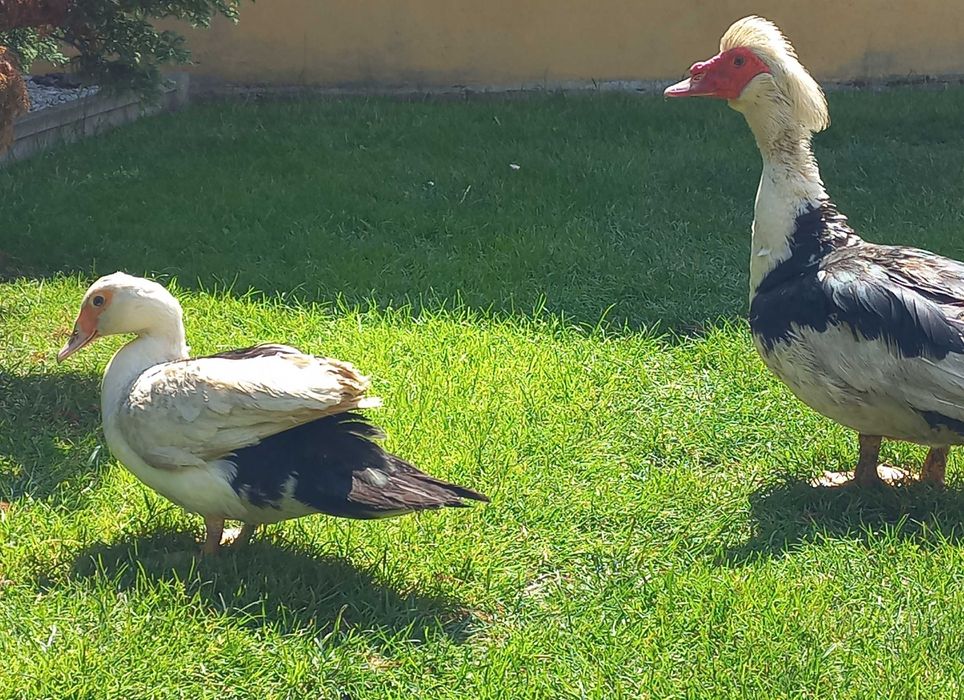 Kaczor kaczka francuska