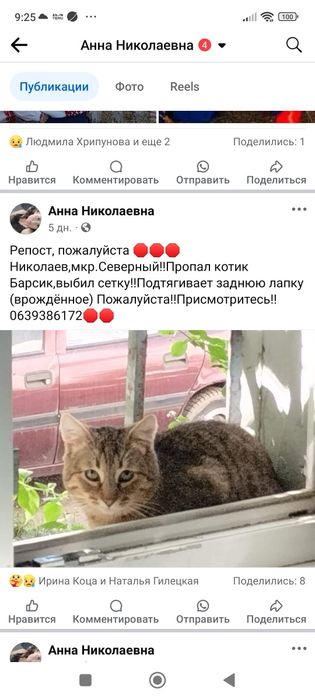 Пропал кот ,мкр Северный