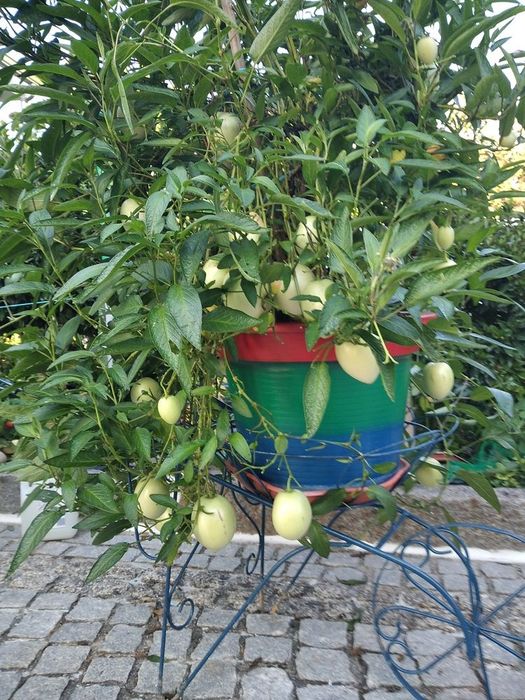 Planta pêra melão