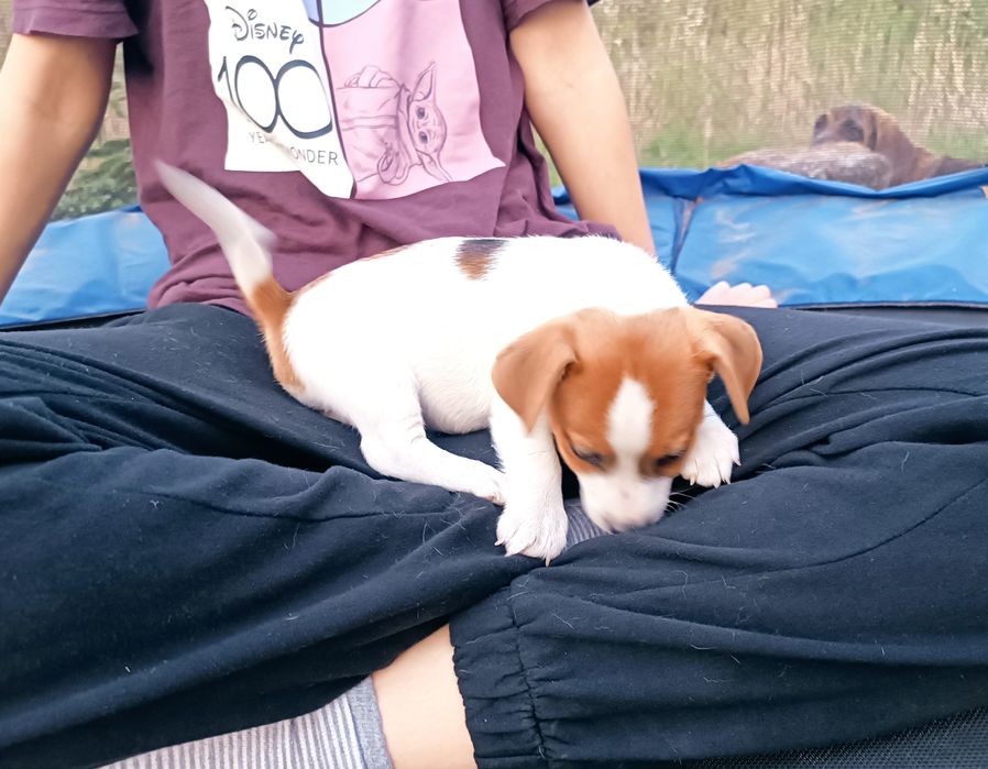Jack Russell Terrier gładkowłosy ZKwP FCI