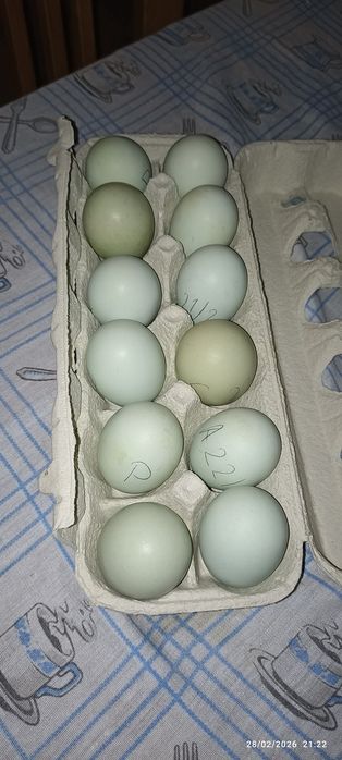 Ovos de galinhas criadas ao ar livre