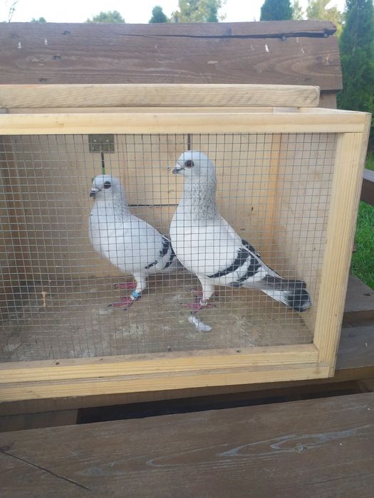 Gołębie damasceńskie