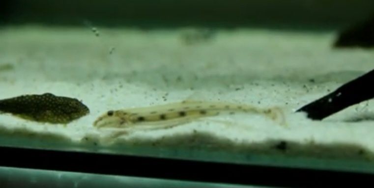 Cierniooczek długonosy – Mułojad