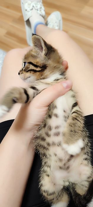 Віддамо кошенят в добрі руки