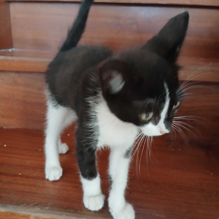 Gatinhos bebes muito meigos