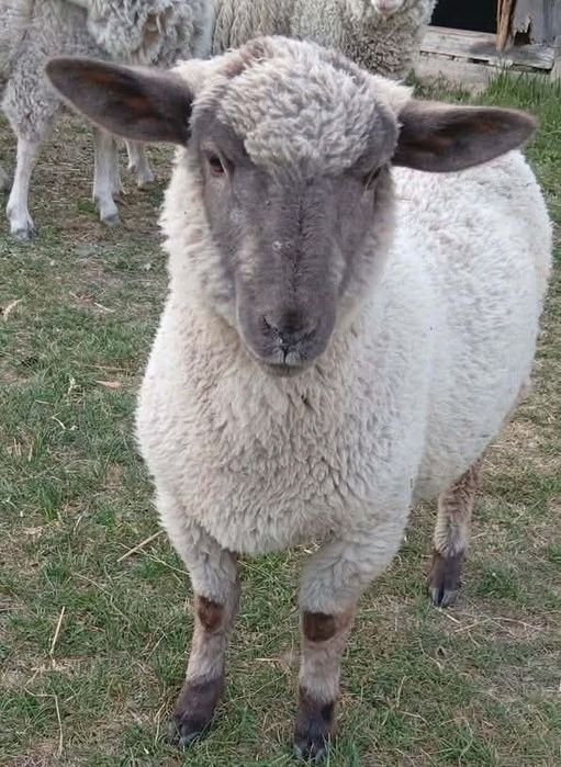 Baranek (suffolk+owca nizinna)