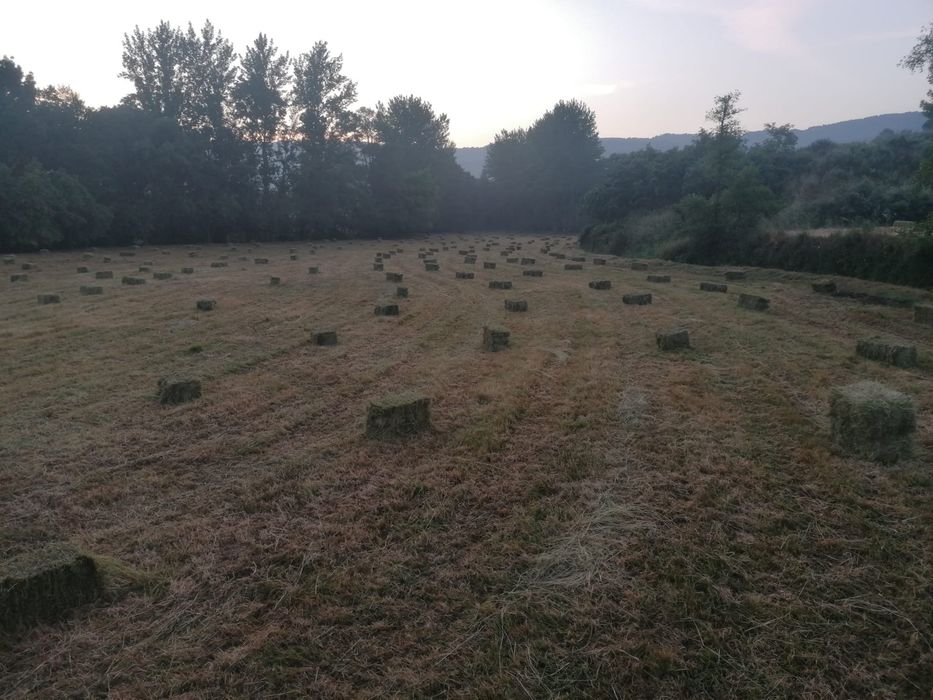 Fardos  de  Feno