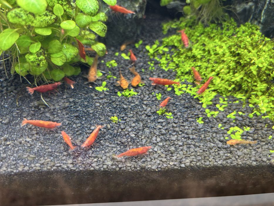 krewetki neocardina red cherry - zestaw 10szt