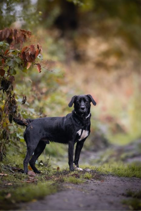 Młody, wesoły, wysportowany czarny pies w typie labradora do adopcji.