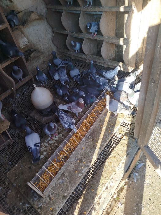 Gołębie lotowane od hodowcy