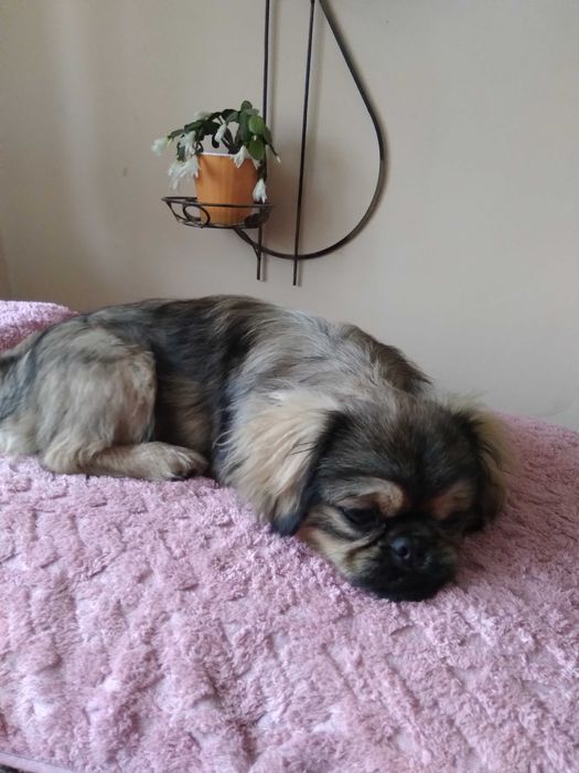 вязка та продаж королевських пекінесів