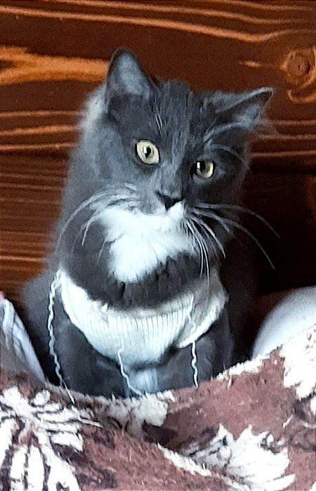 Отдам молодого кота
