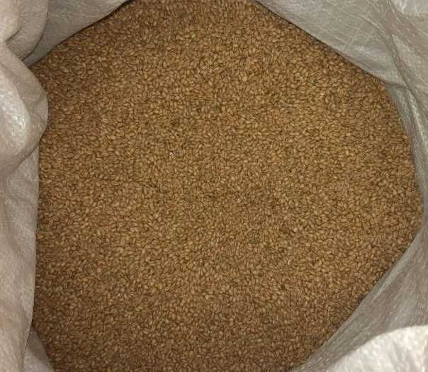 Lucerna Karma Pasza NON GMO workowana Lucerny Dostawa Faktura Lucernę