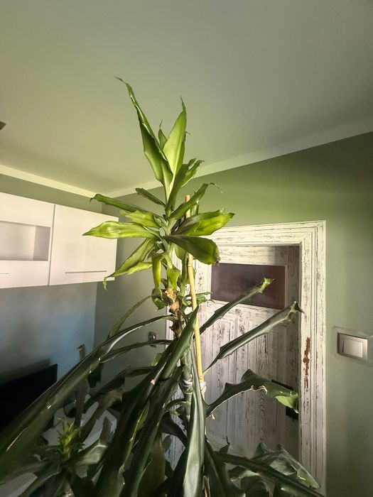 Kwiat dracena wysoka