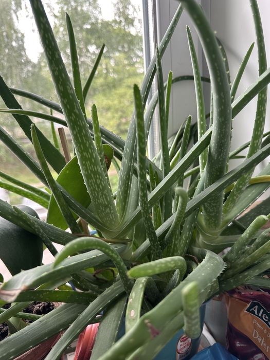 Алое вера молодые и 3летние