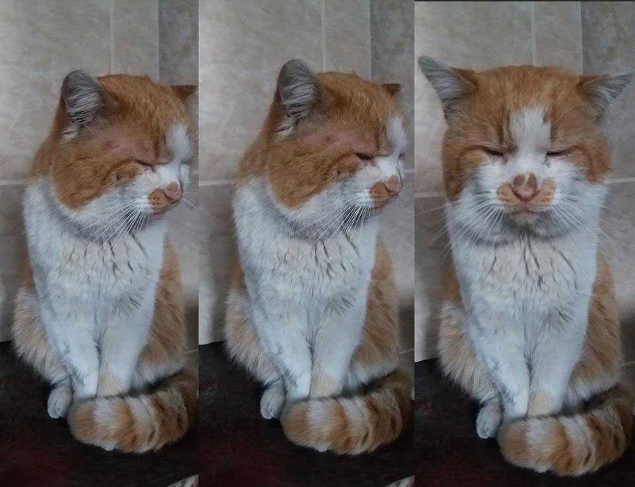 Потерялся рыжий кот