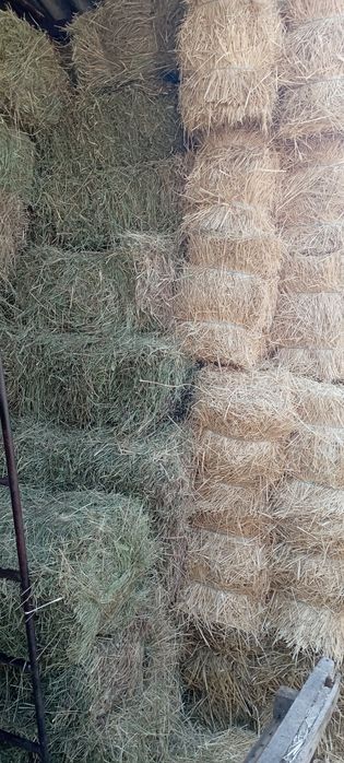 Солома пшеничная, ячневая свежий укос 2025 г