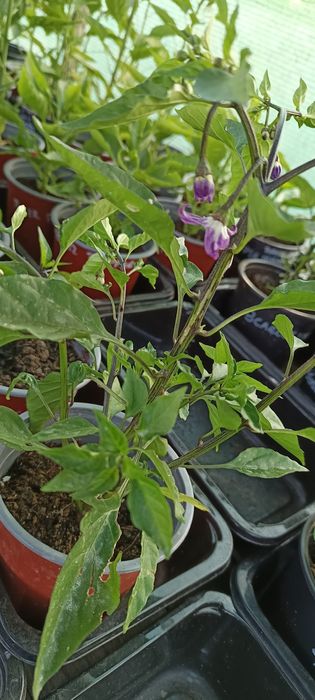 Vendo plantas de malaguetas / pimentas