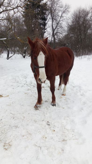 Змінить власника кобила!!!