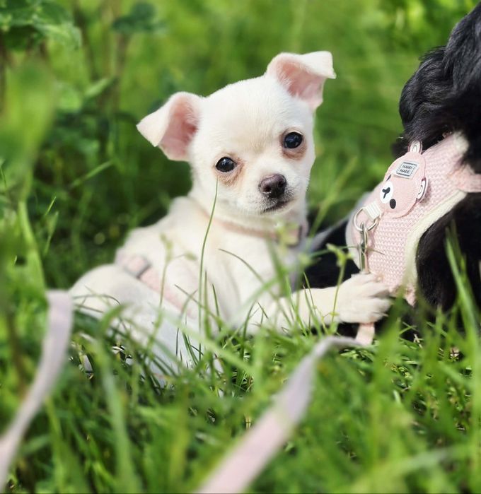 Śliczna suczka chihuahua