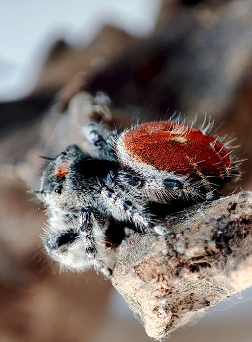 skakun Phidippus adumbratus