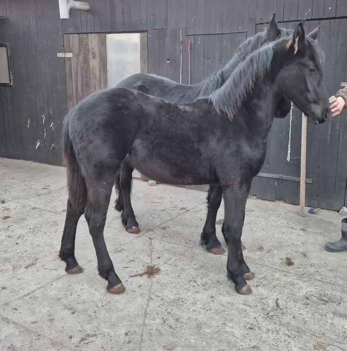 Koń Klacz Fryzyjska