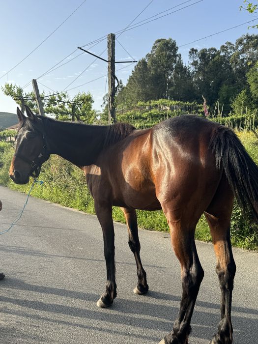 Trotador 5 anos