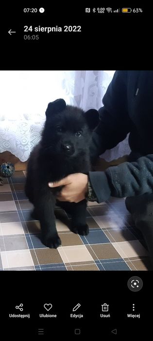 Owczarek niemiecki linia użytkowa