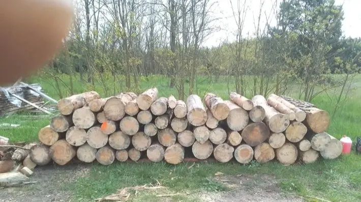 Drewno opałowe sosnowe   cięte i działanie.