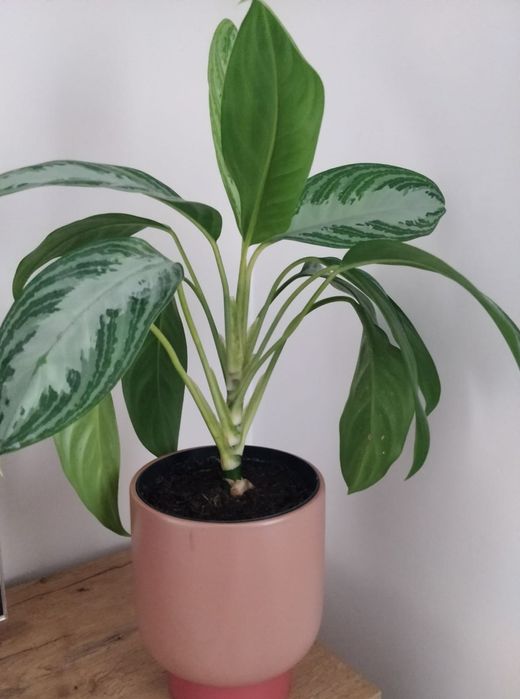 Kwiatek roślina aglaonema silver 50 cm