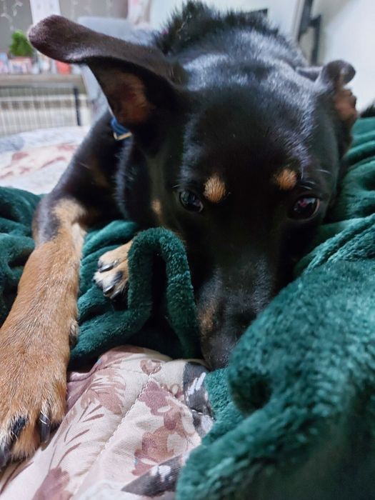 Dakota - super sunia do adopcji